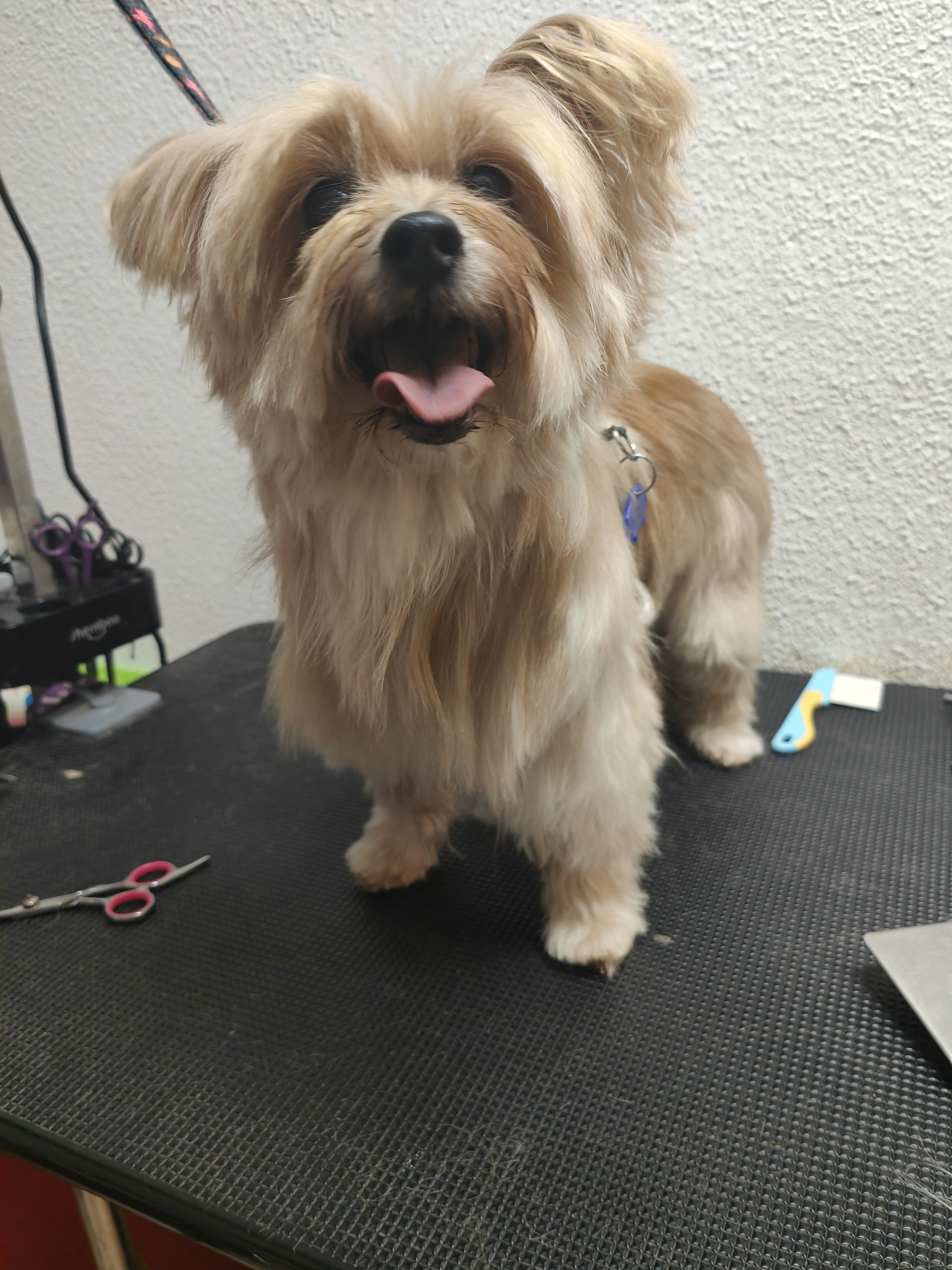 Peluquería canina Yolapatitas